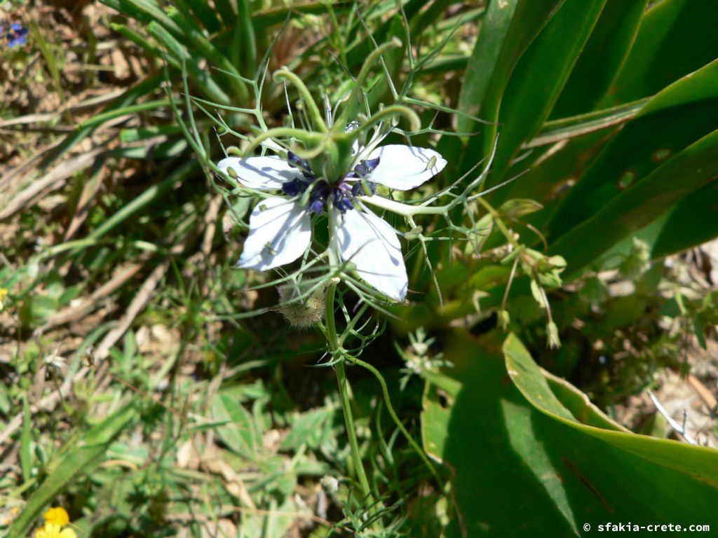 Photo report of Spring in Sfakia, Crete: flowers around Easter, April 2007