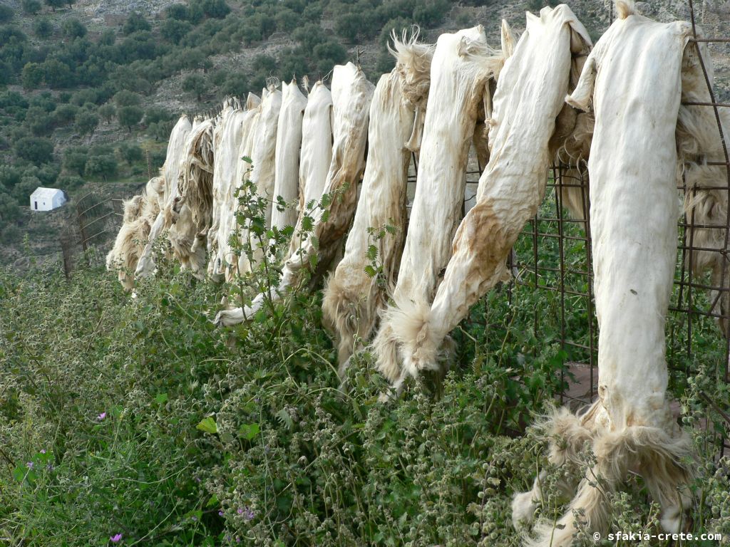 Photo report of Spring in Sfakia, Crete: flowers around Easter, April 2007