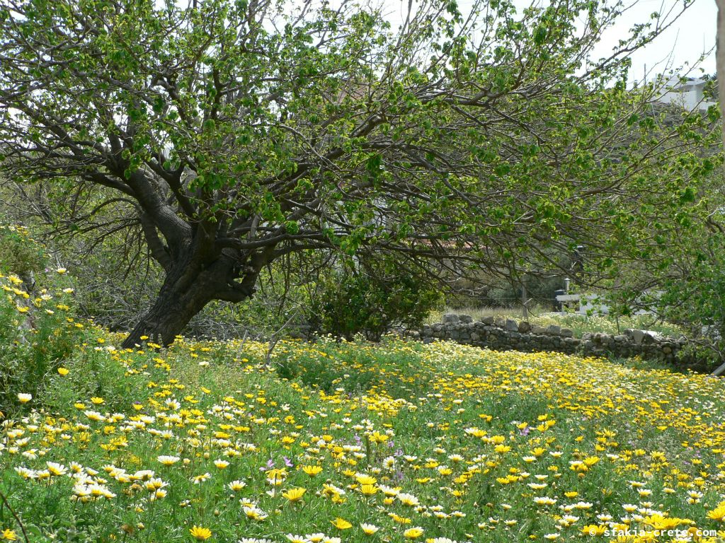 Photo report of Spring in Sfakia, Crete: flowers around Easter, April 2007