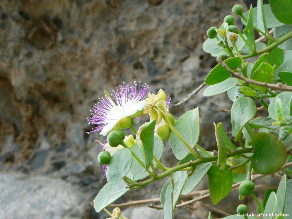 Photo report of Spring in Sfakia, Crete: flowers around Easter, April 2007