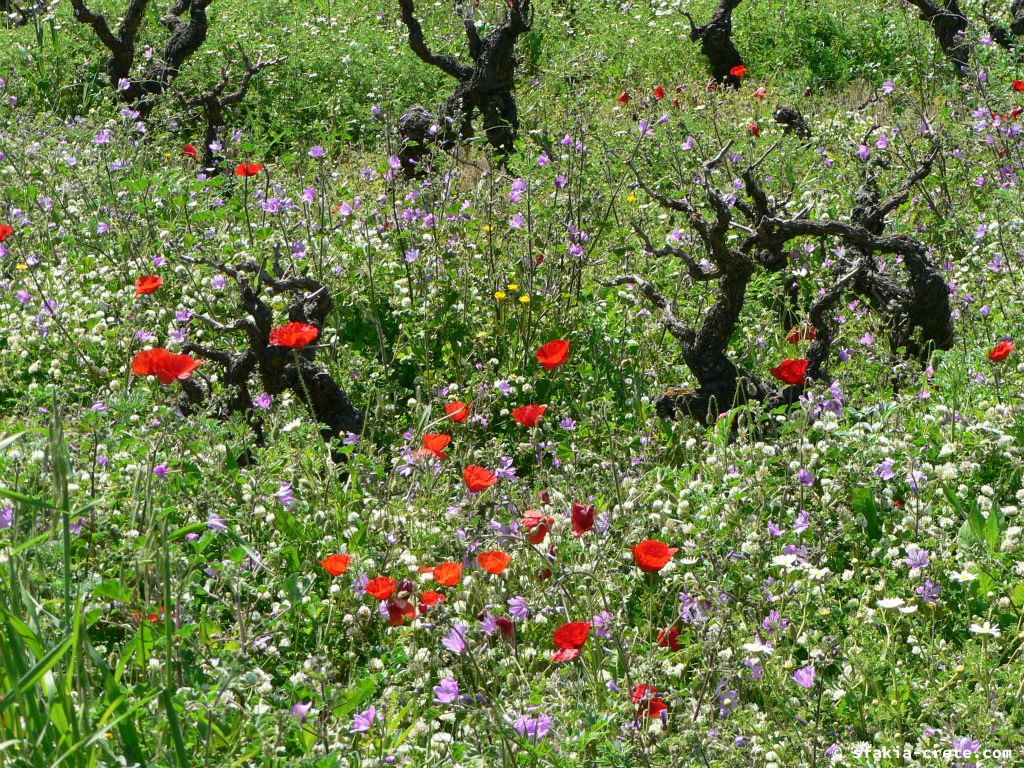 Photo report of Spring in Sfakia, Crete: flowers around Easter, April 2007