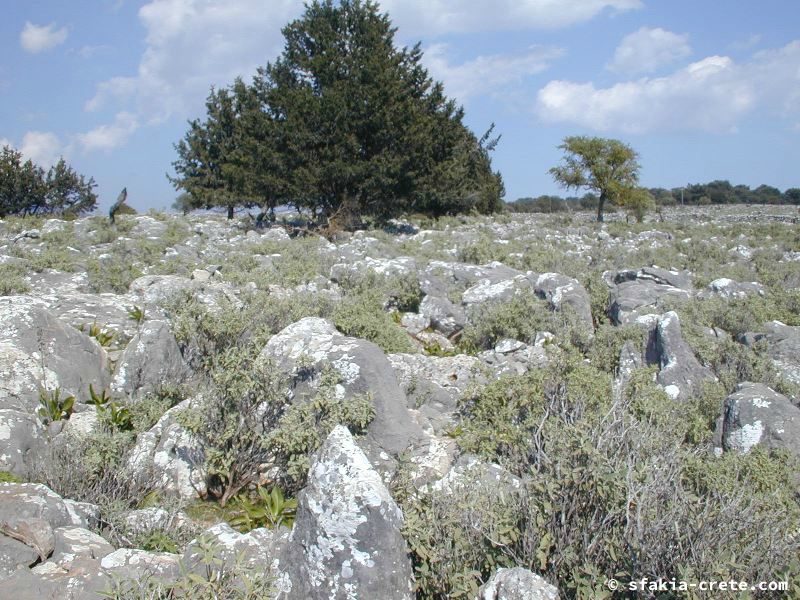 Photo report of a visit around Sfakia, Sougia and Loutro, southwest Crete, April 2007