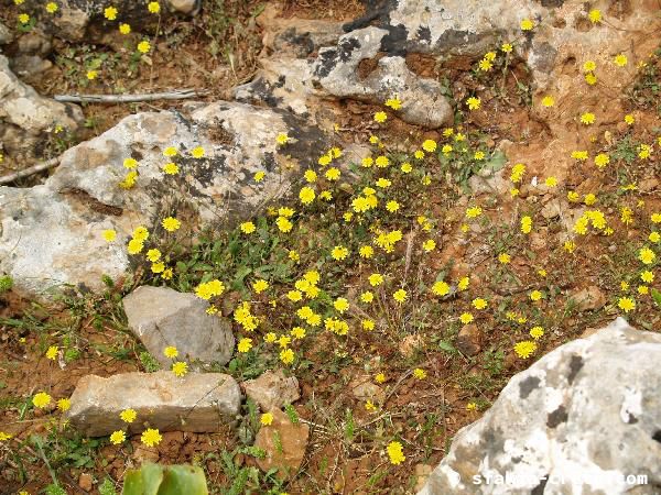 Photo report of a walk around Sfakia, Loutro and Livadiana, southwest Crete, April 2007