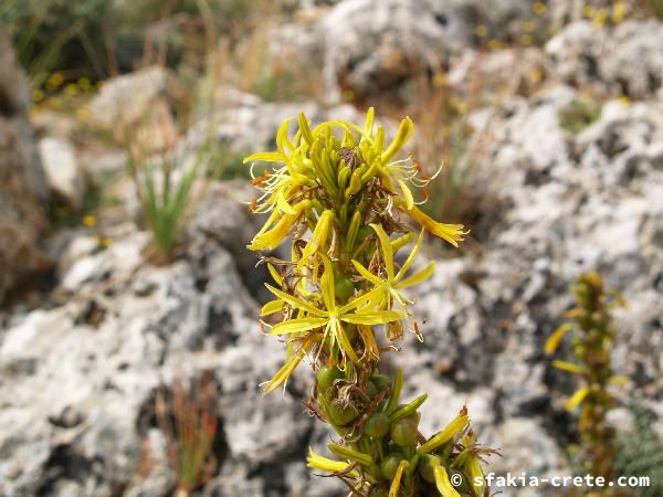 Photo report of a walk around Sfakia, Loutro and Livadiana, southwest Crete, April 2007