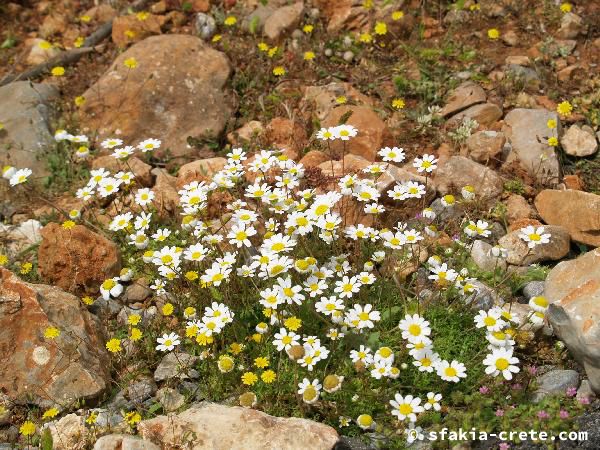 Photo report of a walk around Sfakia, Loutro and Livadiana, southwest Crete, April 2007