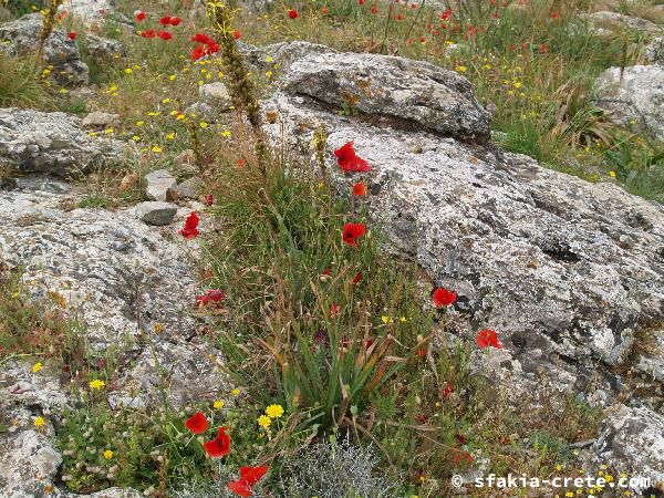 Photo report of a walk around Sfakia, Loutro and Livadiana, southwest Crete, April 2007