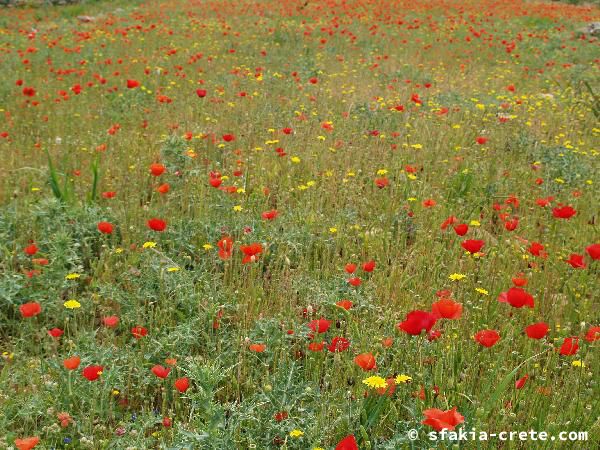 Photo report of a walk around Sfakia, Loutro and Livadiana, southwest Crete, April 2007