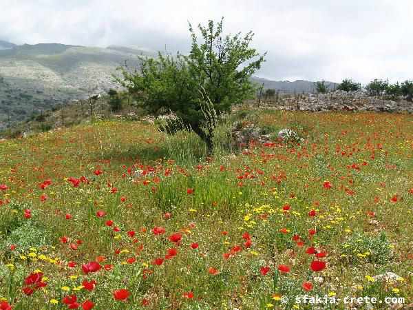 Photo report of a walk around Sfakia, Loutro and Livadiana, southwest Crete, April 2007