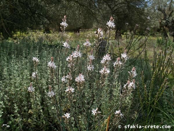 Photo report of a walk around Sfakia, Loutro and Livadiana, southwest Crete, April 2007