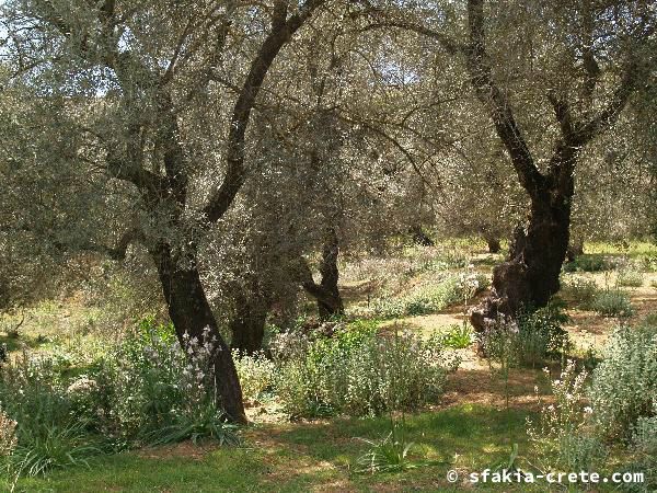 Photo report of a walk around Sfakia, Loutro and Livadiana, southwest Crete, April 2007