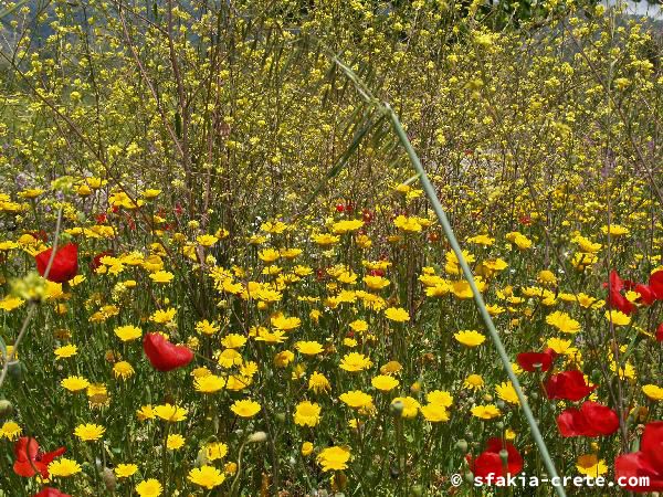 Photo report of a walk around Sfakia, Loutro and Livadiana, southwest Crete, April 2007