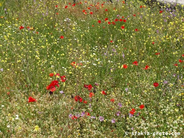 Photo report of a walk around Sfakia, Loutro and Livadiana, southwest Crete, April 2007