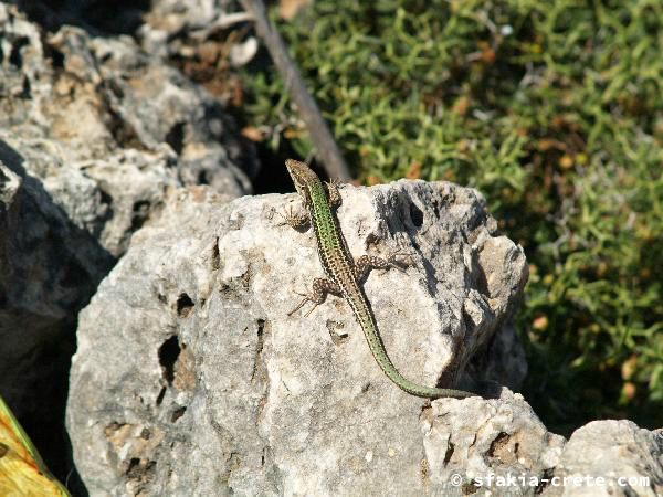 Photo report of a walk around Sfakia, Loutro and Livadiana, southwest Crete, April 2007