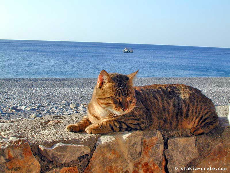 Photo report of a trip around Sfakia, Crete, October 2006