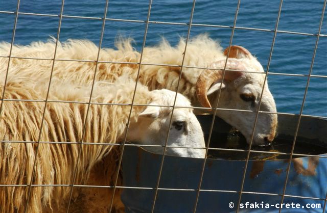 Photo report of a trip around Sfakia, Crete, May 2006