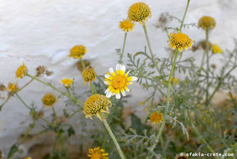 Photo report of a visit to Sfakia, Crete, May 2006 - part 2