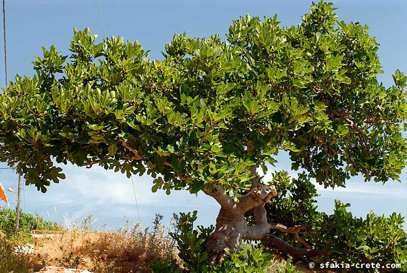 Photo report of a visit to Sfakia, Crete, May 2006 - part 2