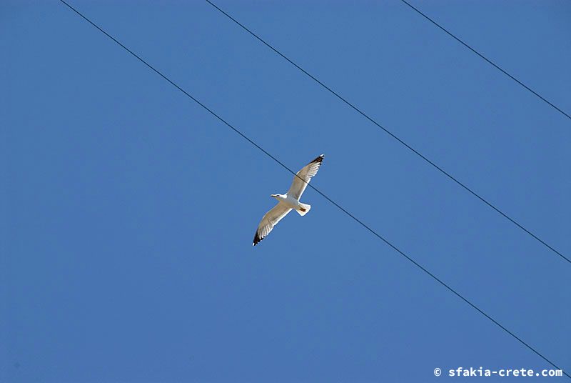 Photo report of a visit to Sfakia, Crete, May 2006 - part 1