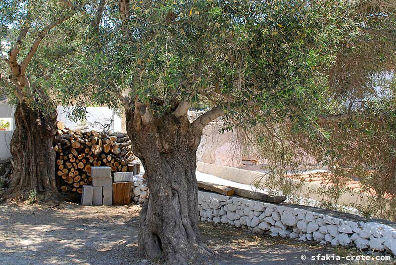 Photo report of a visit to Sfakia, Crete, May 2006 - part 1