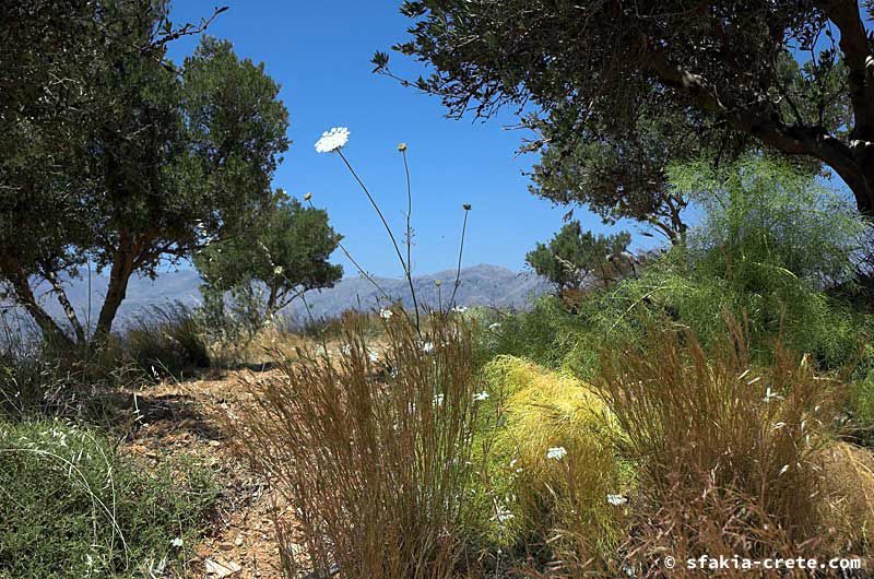 Photo report of a trip around southwest Crete, May 2006