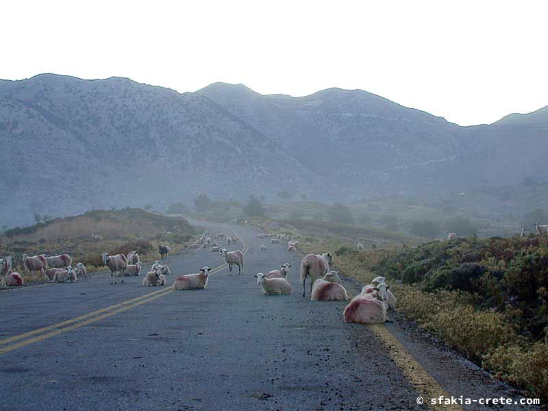 Photo report of walking around Sfakia, Crete, May 2005