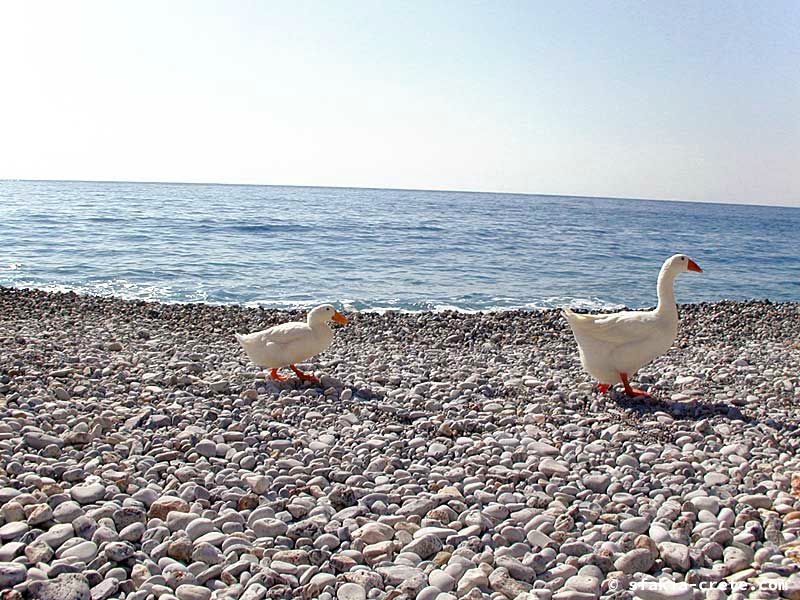 Photo report of walking around Sfakia, Crete, May 2005