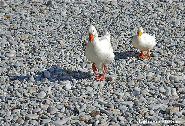 Photo report of around Sfakia, Crete, October 2005