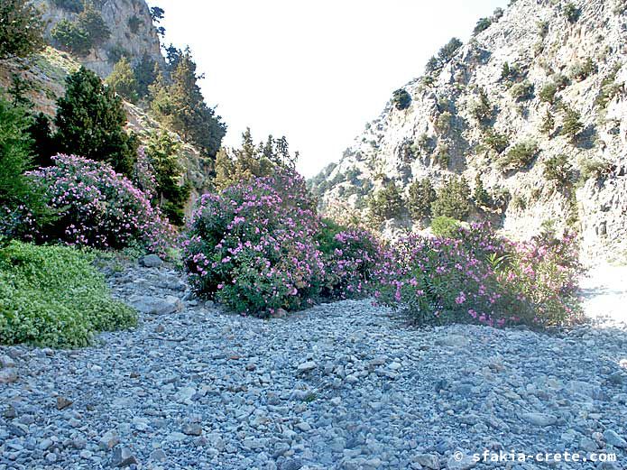 Photo report of walking around the mountains of Sfakia, Crete, May 2005, part 2