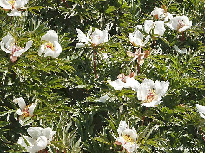 Photo report of walking around the mountains of Sfakia, Crete, May 2004