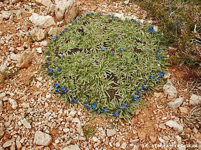 Photo report of walking around the mountains of Sfakia, Crete, May 2004