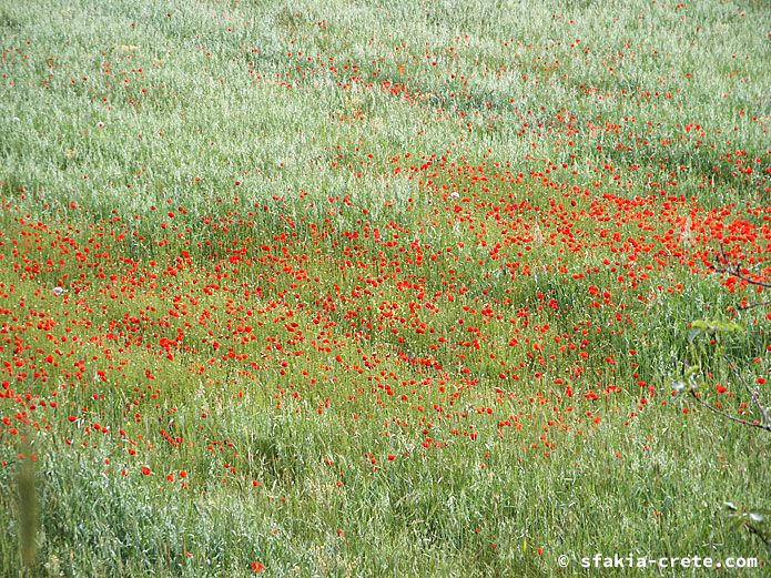 Photo report of walking around the mountains of Sfakia, Crete, May 2004