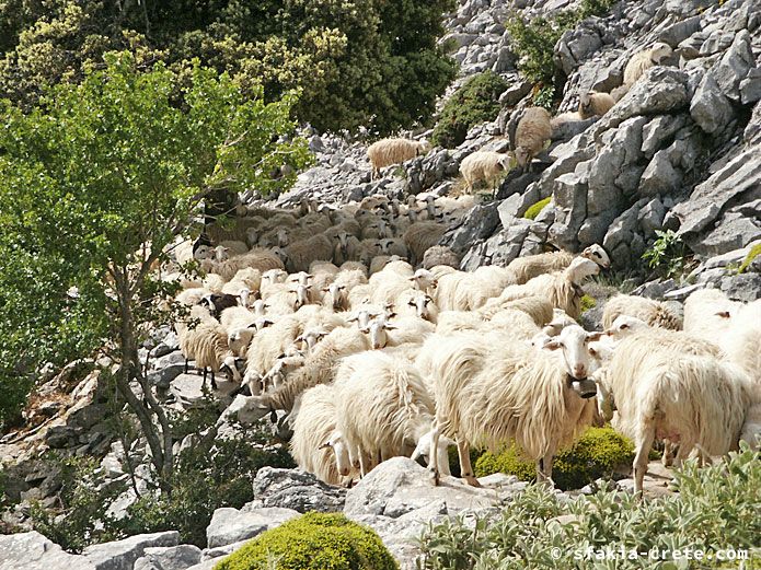 Photo report of walking around the mountains of Sfakia, Crete, May 2004