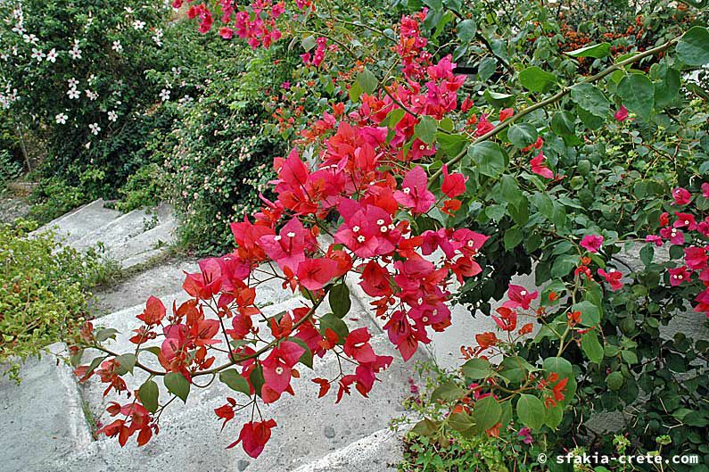 Photo report of around Sfakia, Crete, October 2005