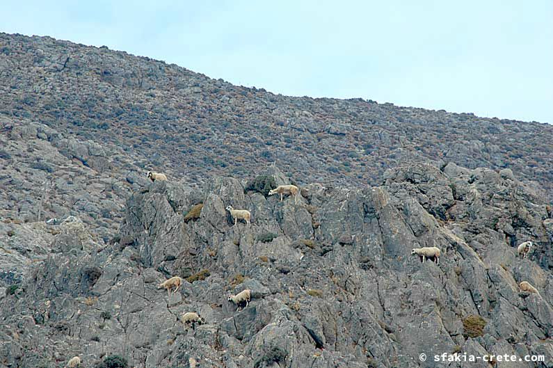 Photo report of around Sfakia, Crete, October 2005