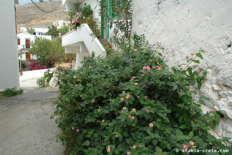 Photo report of around Sfakia, Crete, October 2005