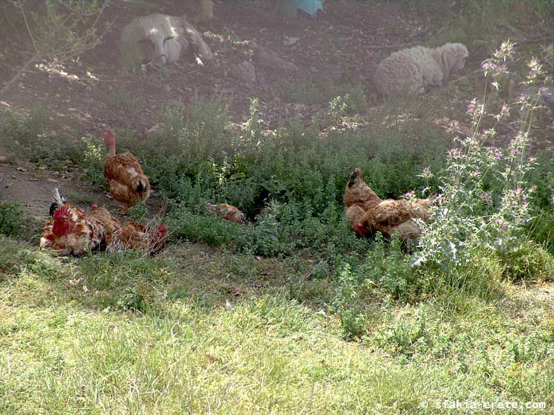 Photo report of around Sfakia, Crete, May 2005