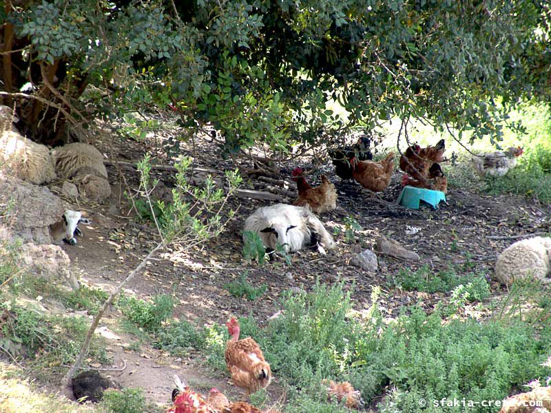 Photo report of around Sfakia, Crete, May 2005