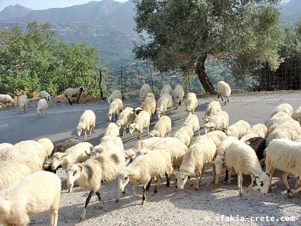 Photo report of around Sfakia, Crete, October 2004