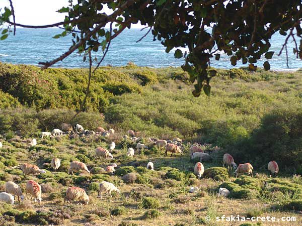 Photo report of a trip to Frangokastello, Sfakia, Crete, May 2004