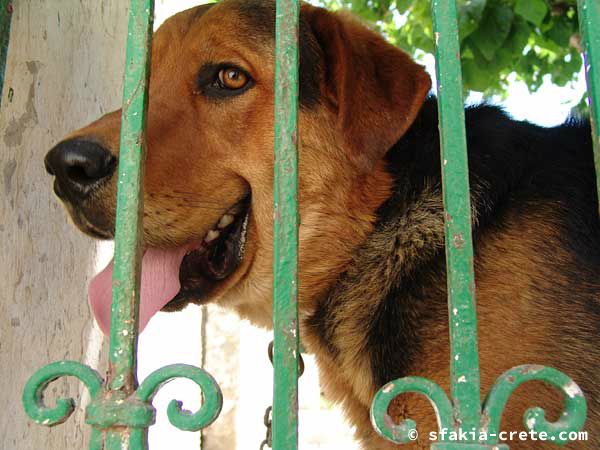 Photo report of a trip to Sfakia, Crete, May 2004