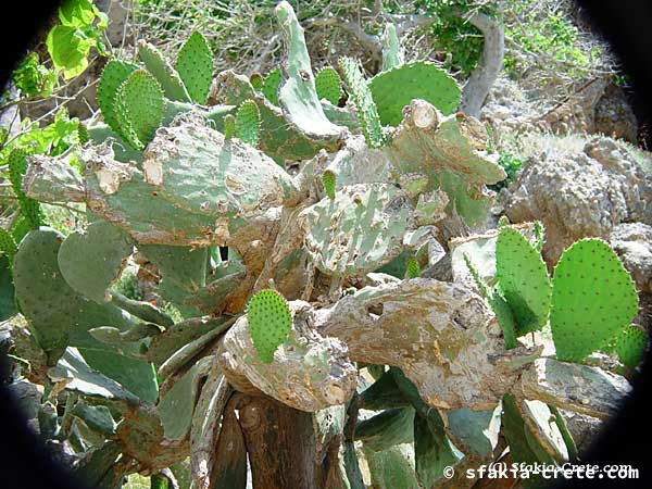 Photo report of a trip to Sfakia, Crete, May 2002