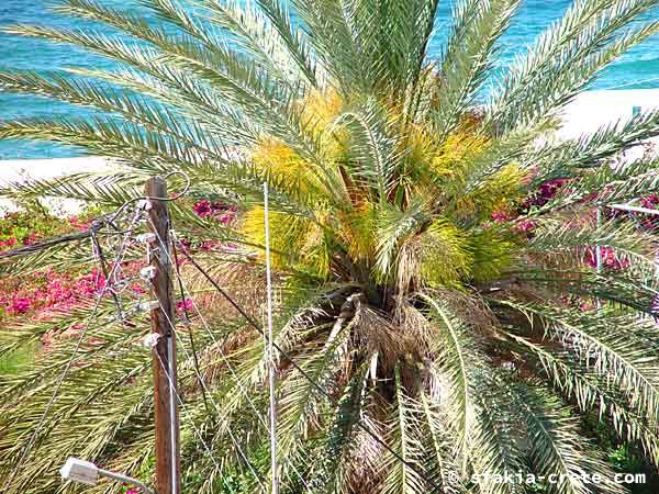 Photo report of a trip to Sfakia, Crete, May 2002