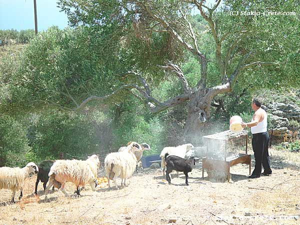 Photo report of a trip to Sfakia, Crete, May 2002