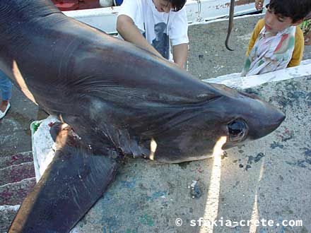 Photo report of a trip to Sfakia, Crete, Spring 2000