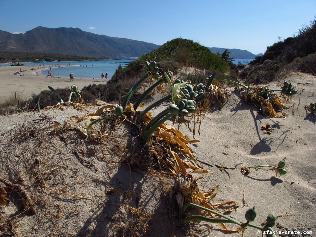 Photo report: Around Sfakia, Crete October 2014