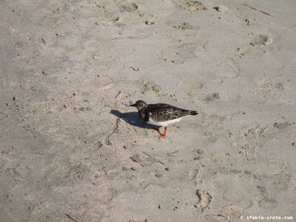 Photo report: Around Sfakia, Crete October 2014