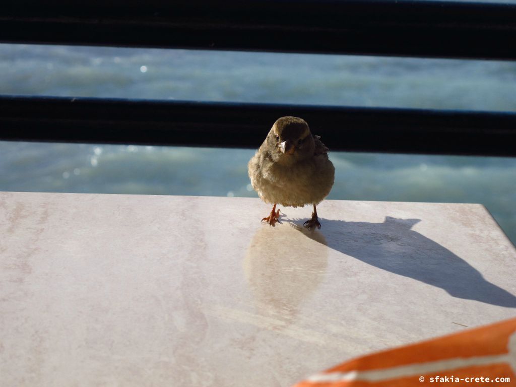 Photo report: Around Sfakia, Crete October 2014