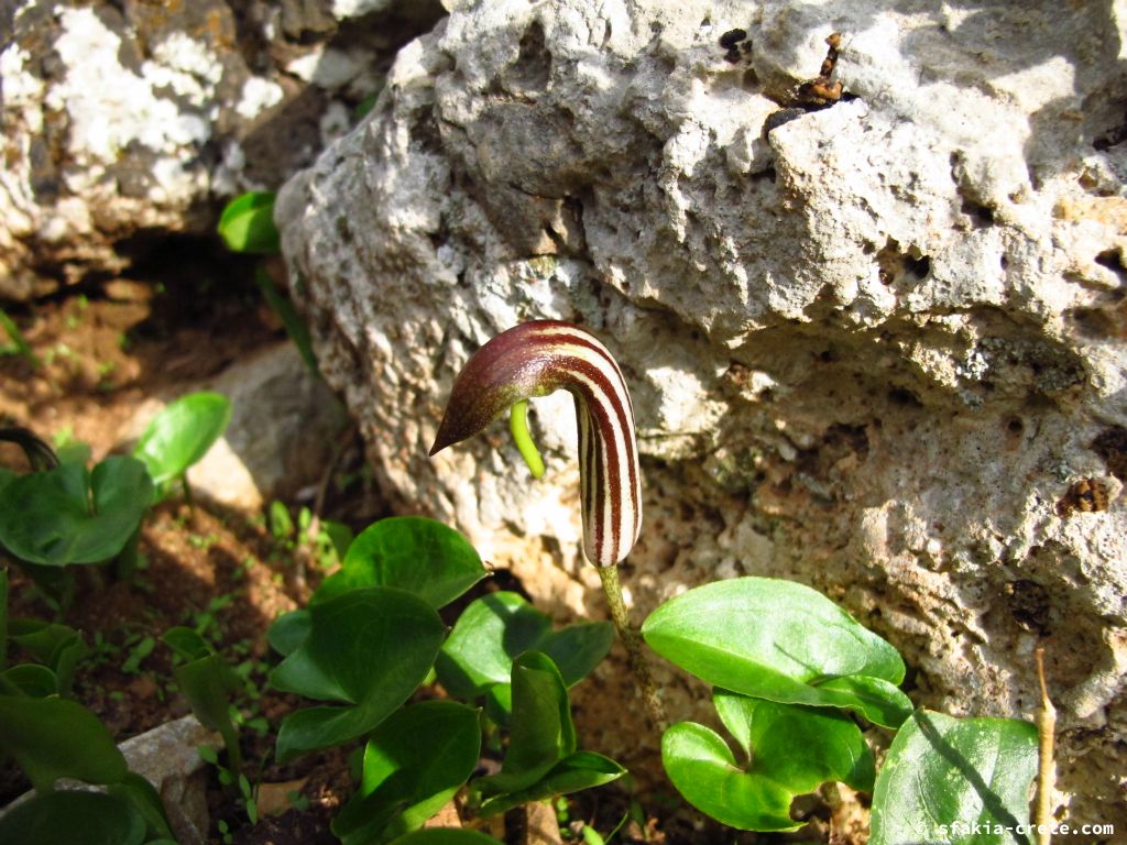 Photo report: Around Sfakia, Crete October 2014