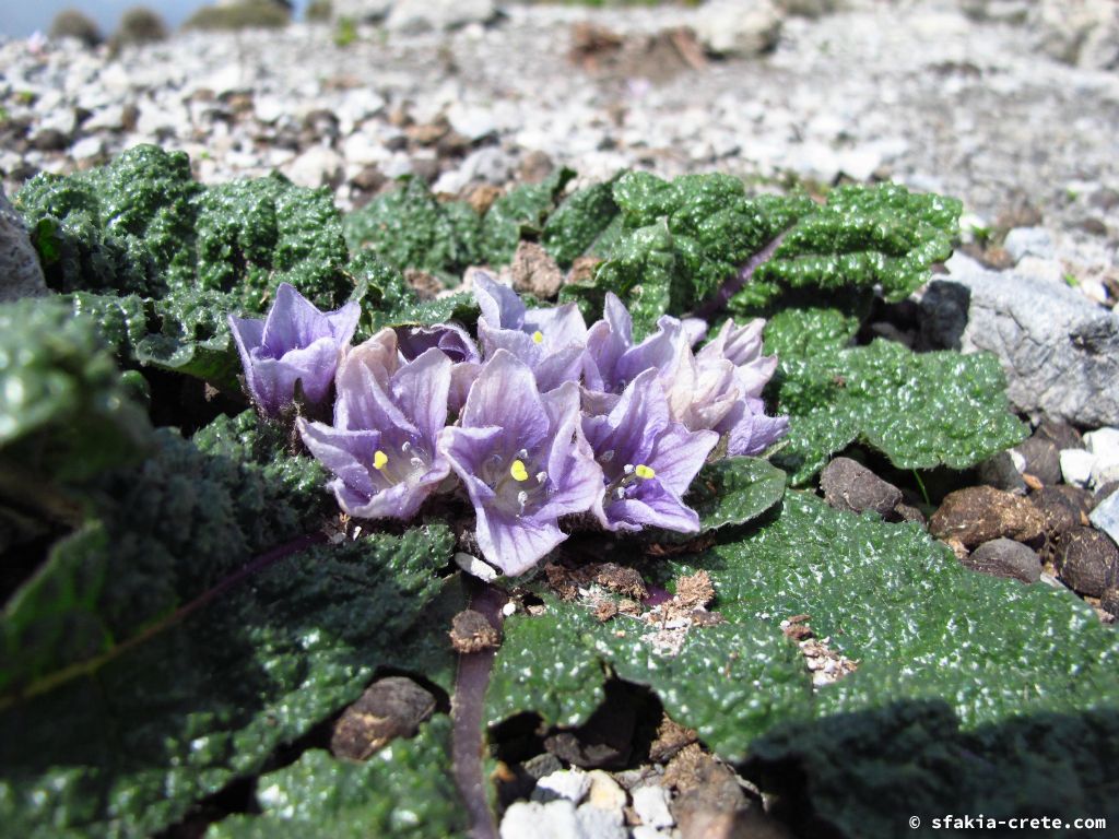 Photo report: Around Sfakia, Crete October 2014