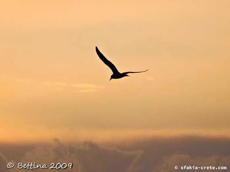 Bettina's Photo report of Sfakia, Crete